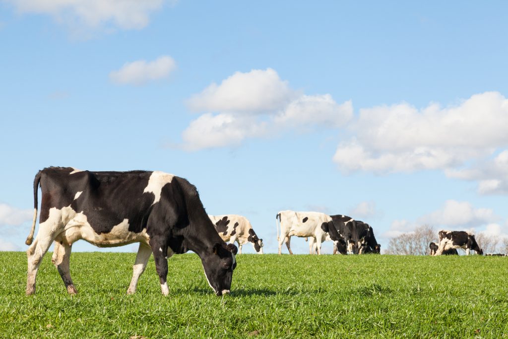 Selecting the Best Dairy Cow Breed Countryside